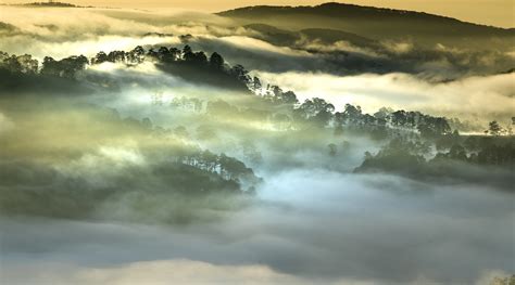 Morning Fog Forest Vietnam Image Abyss