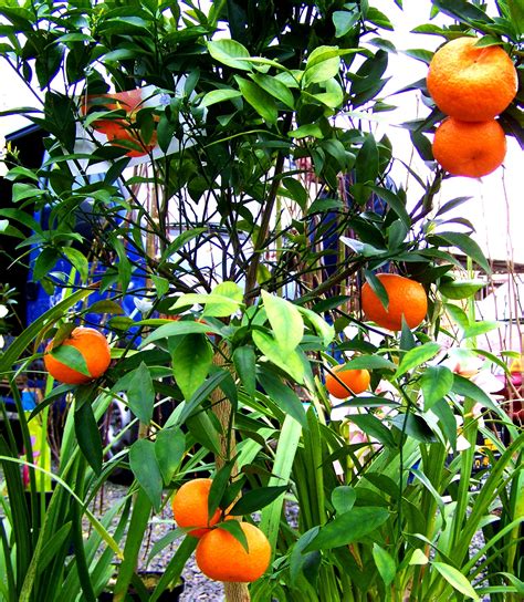 Free Images Fruit Flower Food Jungle Produce Vegetable Garden