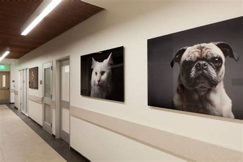 Depth conversations of the diagnosis with dr. Veterinary decor. Wall art | Pet clinic, Vet office decor ...