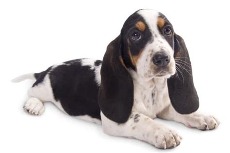 Miniature Basset Hounds Appearance Size Price And More 2024