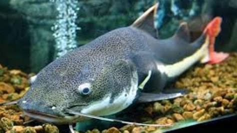 Apa saja ikan kecil yang bagus? 76 Ikan Hias Air Tawar Aquarium tanpa Oksigen dan dengan ...
