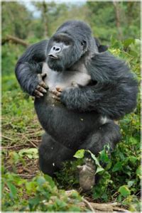 As you'll find, some of the strongest land animals are mighty in size while others may appear insignificant at first glance. Top 10 Strongest Animals | Top Ten Strongest Animals ...