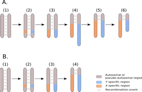 Revisiting The Model For The Evolution Of Plant Sex Chromosomes With C Download Scientific