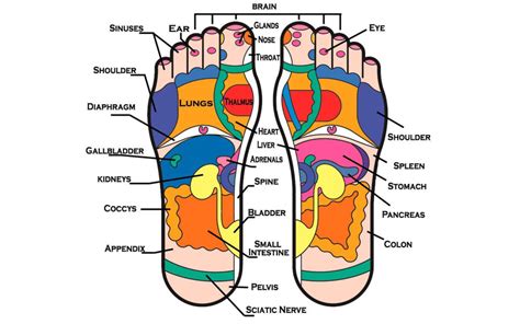 Important Things To Know About Reflexology Body Pro