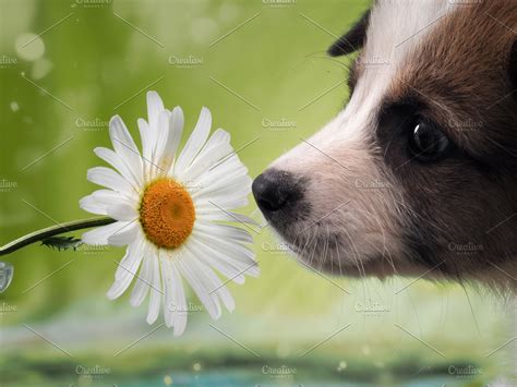 Dog Smelling The Flower Funny Puppy High Quality Animal Stock Photos
