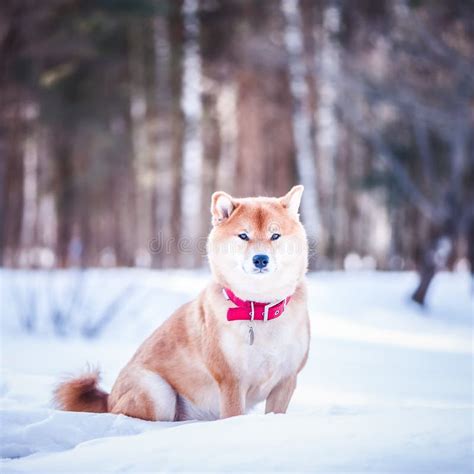 Dog Of The Shiba Inu Breed Sits On The Snow On A Beautiful Winter