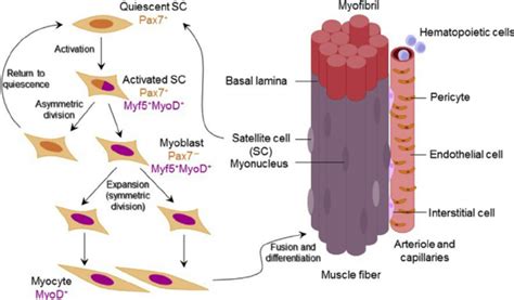 Skeletal Muscle Resident Stem Cells Satellite Cells Pax7 Reside