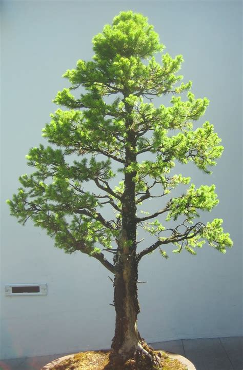 The first recorded depiction of bonsai plants comes from tang dynasty tomb murals in china dating from a.d. Bonsai Tree: 20+ Astonishing Bonsai Tree Portland Oregon ...