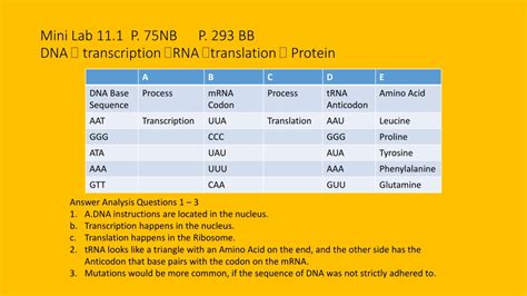 How dna is copied (replication). Practicing Dna Transcription And Translation Answer Key ...