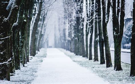 Trees City Snow Wallpapers Winteravenue Amazing Horror Hd Nature