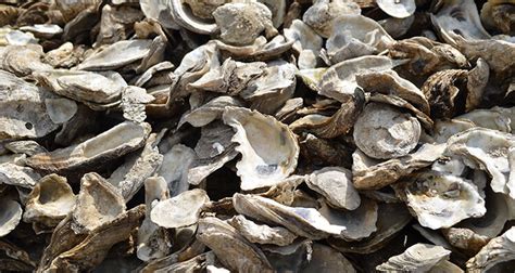 We priced crushed oyster shell at $385 per ton. Who Needs a Creeper When One Has This? | For A Bodies Only ...