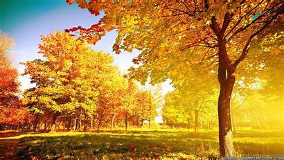 Autumn Tree Wallpapers Trees Background Fall Nature