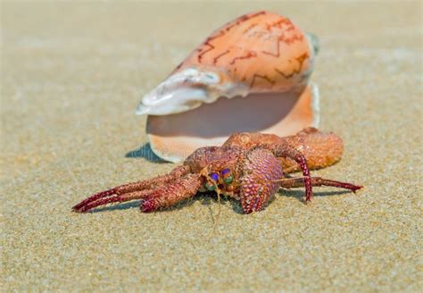 在壳的寄居蟹在沙子海滩 库存图片 图片 包括有 海洋 海运 特写镜头 海岛 相当 害羞 蠕动