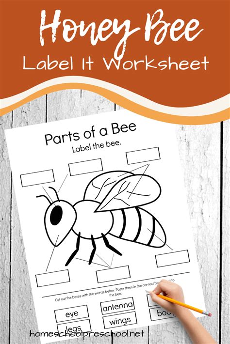 This Parts Of A Bee Preschool Worksheet Is Perfect For Your Life Cycle