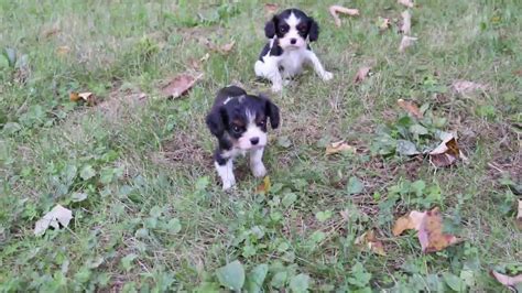 We have beautiful, healthy cavalier puppies available, and a litter due in a. Cavalier King Charles Spaniel Puppies For Sale - YouTube