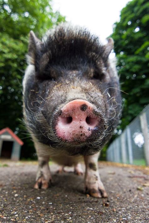 Pot Bellied Pig Close Up Stock Image Image Of Potbellied 34860705