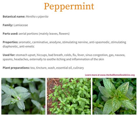 Peppermint Health Benefits