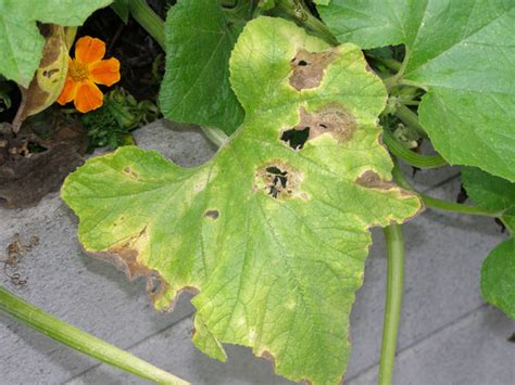 The plants could also have evolved to have brown spots as it. What's wrong with my plant? : Garden : University of ...