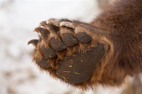 Premium Photo Paw With Claws Brown Bear