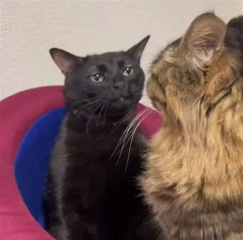 Two Cats Sitting Next To Each Other In A Cat Bed