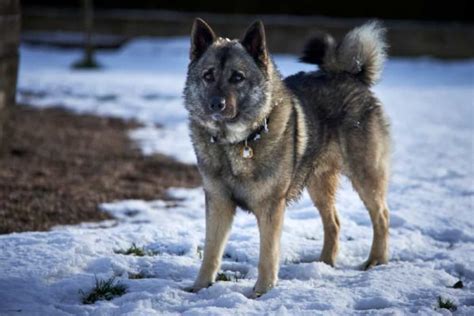 Norwegian Elkhound Anything German Shepherd