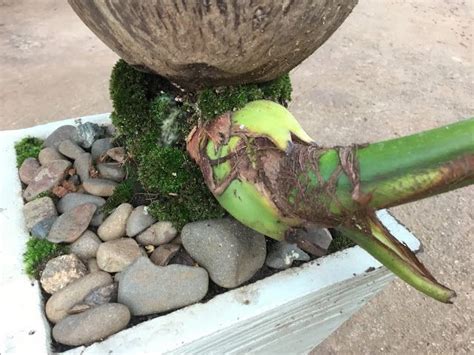 Coconut tree known as tree of life because all parts of this tree are useful, from the leafs, trunk, fruit, fruit water, roots, and so on…. coconut bonsai images | Bonsai, Coconut tree, Coconut