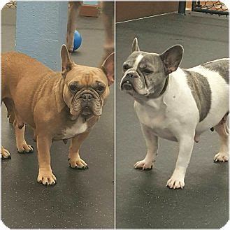 Interested in adopting a french bulldog? Pictures of Frenchie Girls a French Bulldog Mix for ...