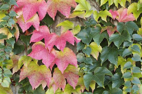 Discover which perennial flowers grow best in the shade with plant picks and tips from the experts at hgtv gardens. Zone 4 Vine Plants - Choosing Climbing Vines For Cold Climates
