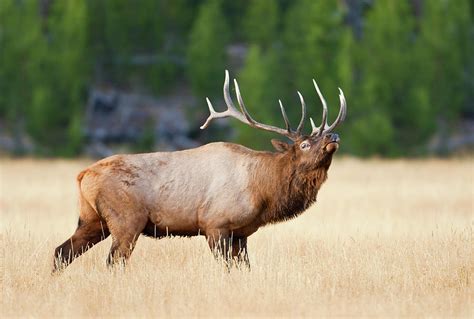 Bull Elk During Fall Rut By Kencanning