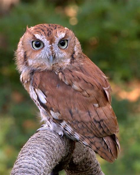 Give a screech owl a home. Screech owl - Wikipedia