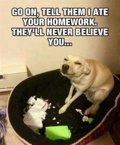 When The Dog Really Does Eat Your Homework Your Teacher Still Wont