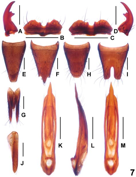 New Data On The Subgenus Harpopaederus Of The Genus Paederus
