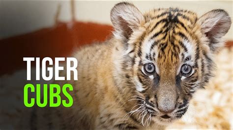 Cleveland Metroparks Zoo Welcomes Malayan Tiger Cub From Tulsa Zoo