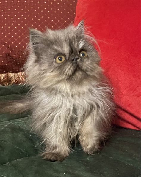 Persian Cats For Sale Elizabethtown Ky 391443