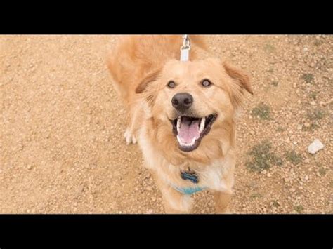 Golden retriever australian shepherd mixes need at least an hour of exercise a day whether that is through long walks, a game of fetch or running around outside. MEET MY DOG CHIP! : Australian Shepherd & Golden Retriever ...