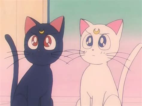Top 15 Cute Anime Cats You Would Love To Pet In 2020 Sailor Moon Cat