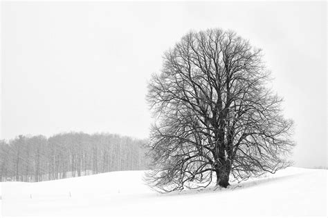 Rebecca Skinner Lonely Tree Photograph Black And White Winter