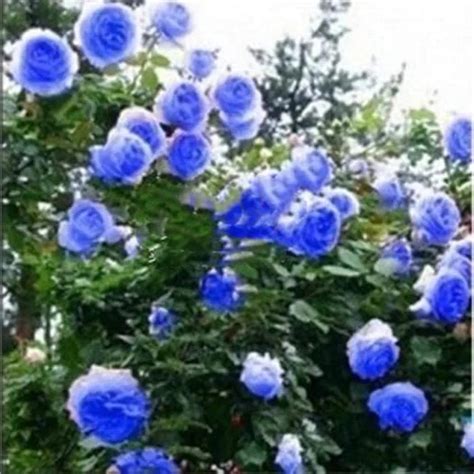 Rare Blue Rose Seeds Your Garden Home And Tarrace Garden 20 Etsy