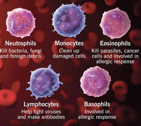 Immune System Flashcards Quizlet