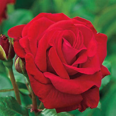 Drop Dead Red Floribunda Rose Gurneys Seed And Nursery Co
