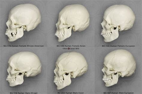 Dentaltown Dental Anatomy And Tooth Morphology Human Skull