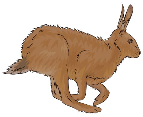 Hare Images Clipart 10 Free Cliparts Download Images On Clipground 2024