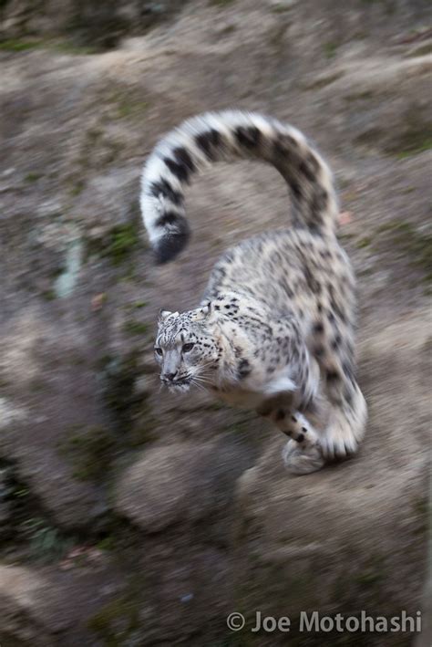 Jumping Snow Leopard Animales Animals Pinterest