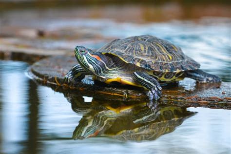 Find here detailed information about backyard pond installation backyard pond (with images) ponds backyard, small. How to Make a Turtle Pond in Your Backyard From Scratch 2020