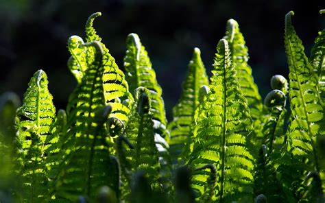 Nature Fern Hd Wallpaper