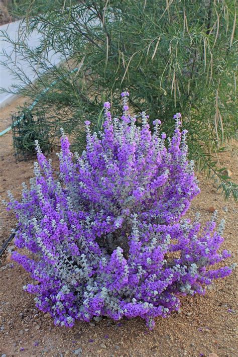 Flowering Desert Plants For Landscaping - flowering desert plants for landscaping