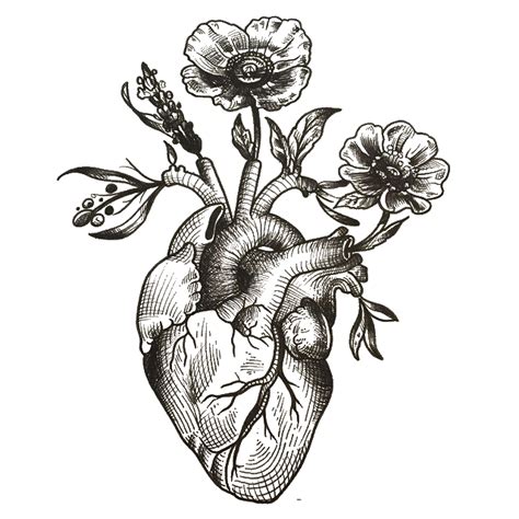 anatomical heart png download image png arts