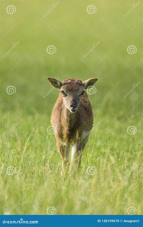 Baby Mouflon In Meadow Stock Photo Image Of Grass Camera 130199670