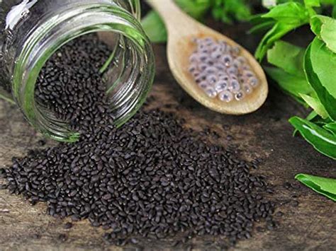 Organic Basil Seeds Sabja Seeds Tulsi Seeds 100 Organic Etsy