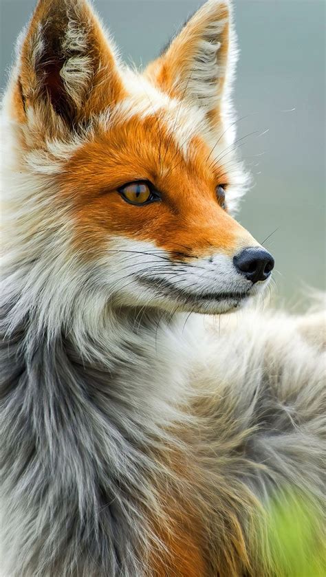 ¿estás pensando en cambiar el fondo de pantalla de tu ordenador . Zorro Animal Fondo de pantalla 4k Ultra HD ID:6528